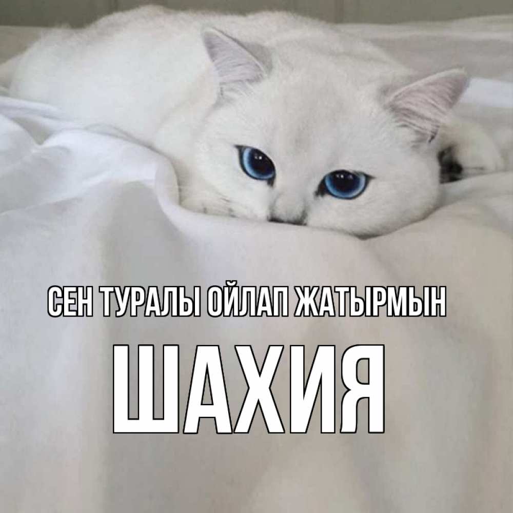 Күн сайын ашық хат с именем, ШАХИЯ Сен туралы ойлап жатырмын я очень по тебе скучаю и тоскую Онлайн тегін жүктеп алу тілектері бар керемет карта 