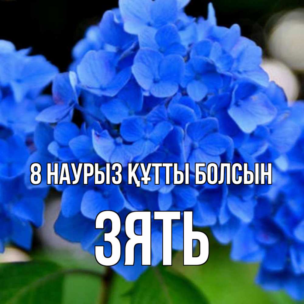 Күн сайын ашық хат с именем, Зять 8 наурыз құтты болсын синие цветы Онлайн тегін жүктеп алу тілектері бар керемет карта 