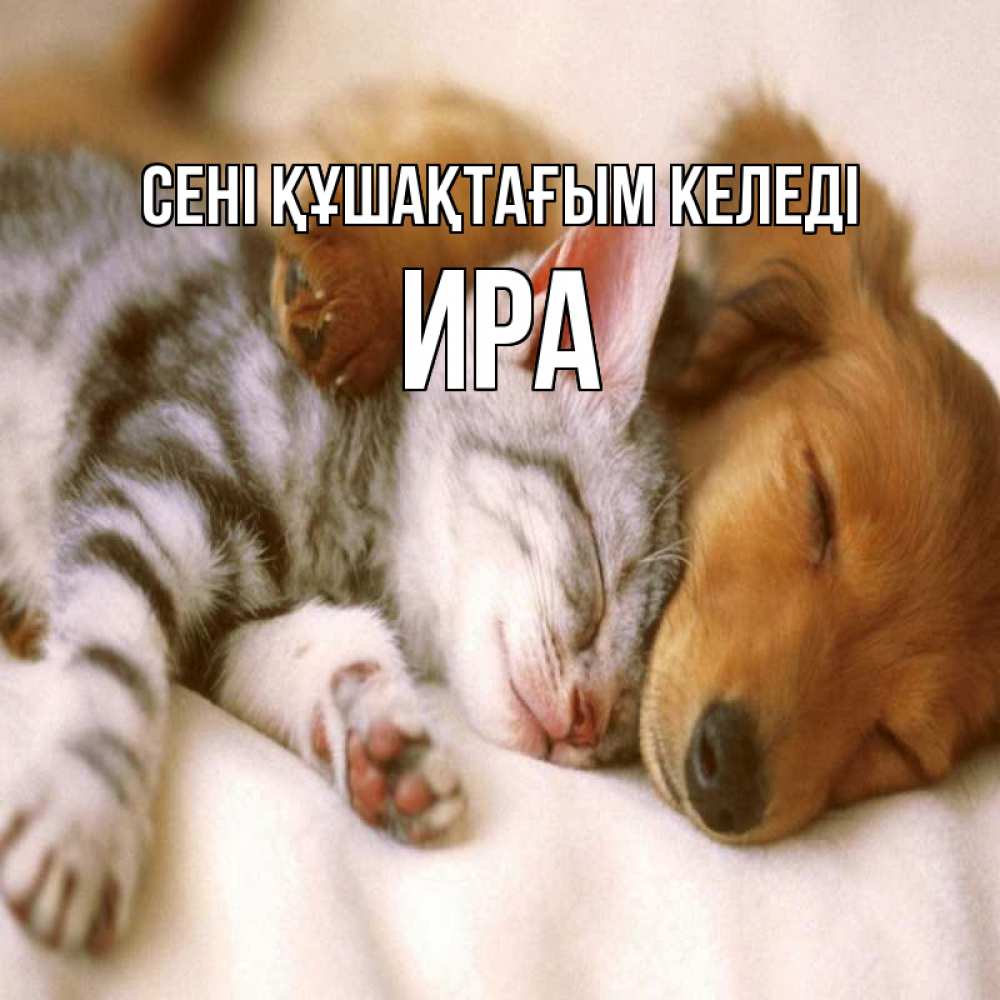 Күн сайын ашық хат с именем, Ира сені құшақтағым келеді пес и котенок Онлайн тегін жүктеп алу тілектері бар керемет карта 