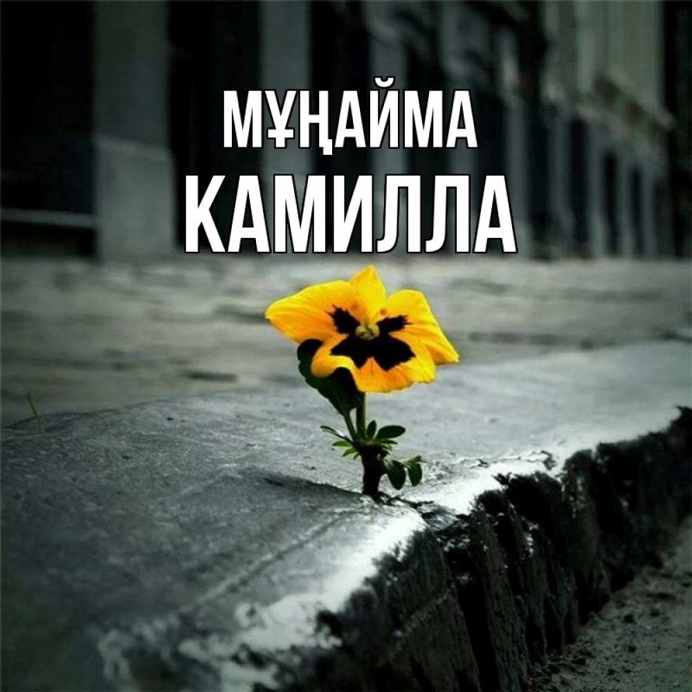 Күн сайын ашық хат с именем, Камилла Мұңайма не сдавайся Онлайн тегін жүктеп алу тілектері бар керемет карта 