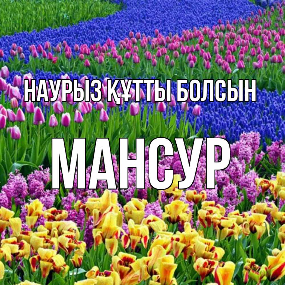 Күн сайын ашық хат с именем, Мансур Наурыз құтты болсын цветы Онлайн тегін жүктеп алу тілектері бар керемет карта 
