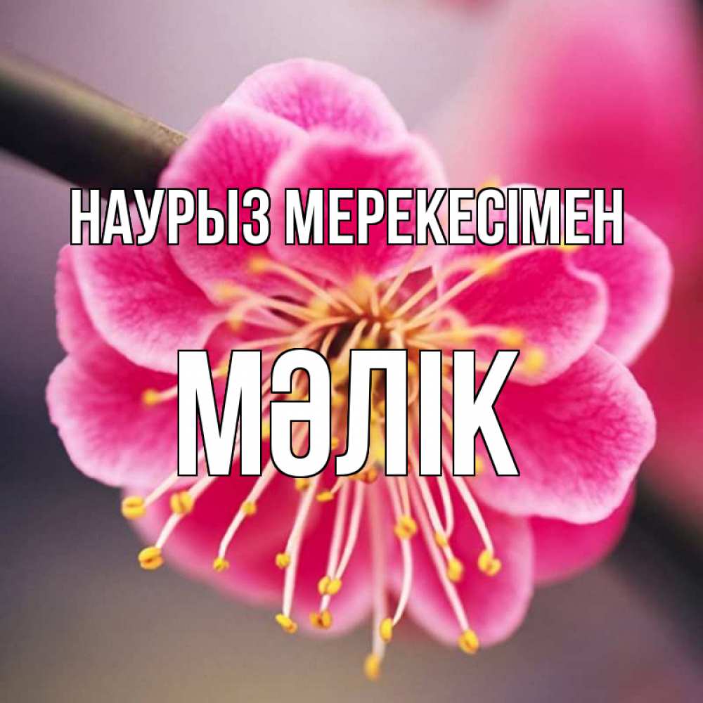 Күн сайын ашық хат с именем, МӘЛІК Наурыз мерекесімен цветы Онлайн тегін жүктеп алу тілектері бар керемет карта 