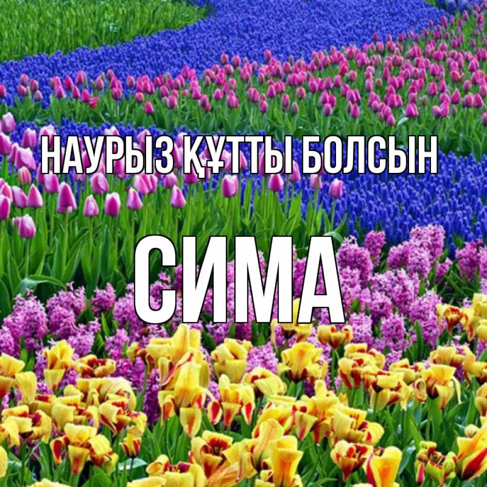 Күн сайын ашық хат с именем, Сима Наурыз құтты болсын цветы Онлайн тегін жүктеп алу тілектері бар керемет карта 