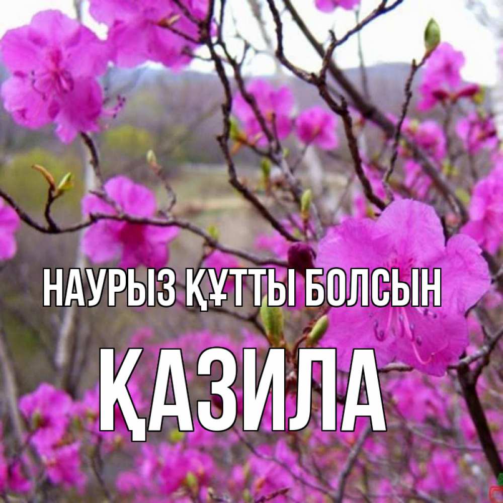 Күн сайын ашық хат с именем, ҚАЗИЛА Наурыз құтты болсын наурыз мейрамы кутты болсын Онлайн тегін жүктеп алу тілектері бар керемет карта 
