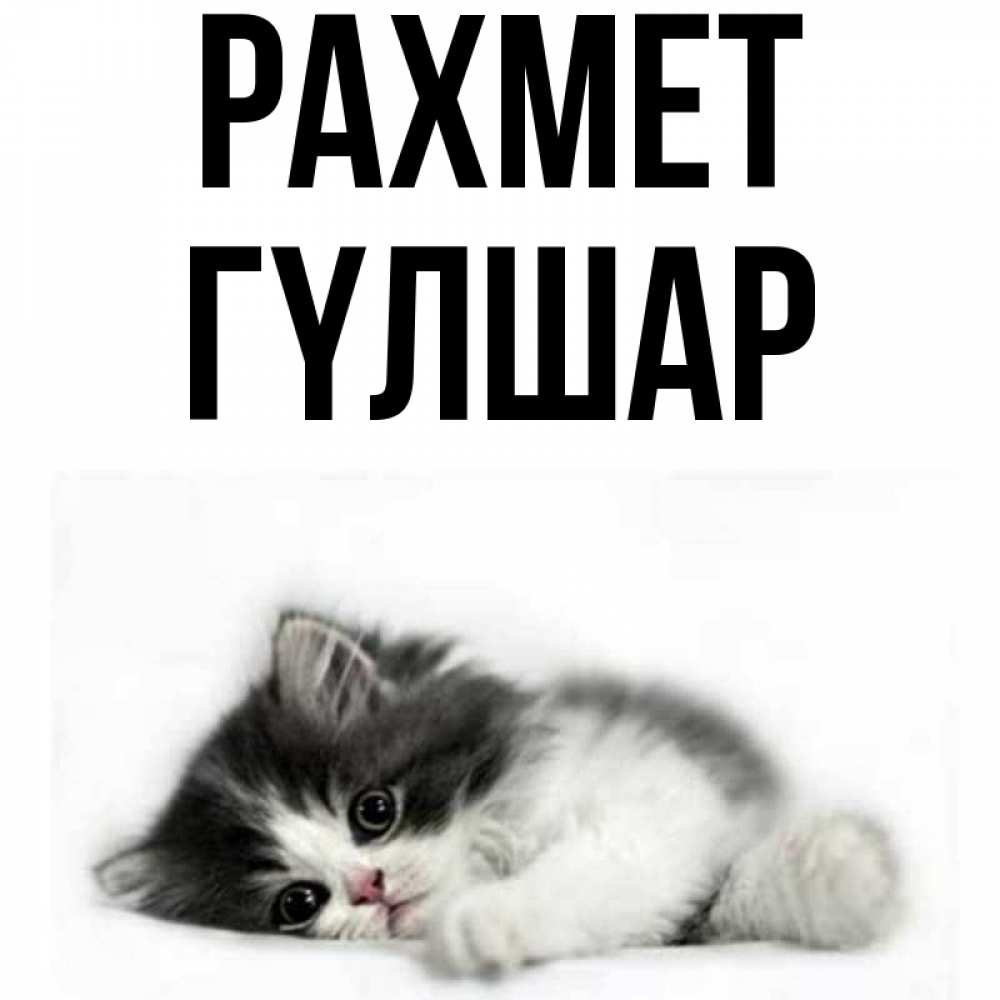 Күн сайын ашық хат с именем, ГҮЛШАР рахмет черный и белый кот Онлайн тегін жүктеп алу тілектері бар керемет карта 