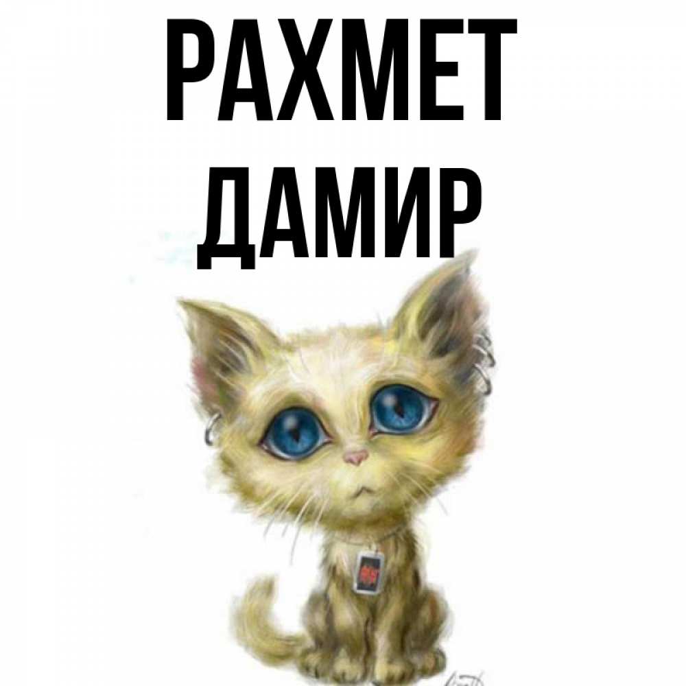 Күн сайын ашық хат с именем, Дамир рахмет рисованный кот благодарит вас Онлайн тегін жүктеп алу тілектері бар керемет карта 