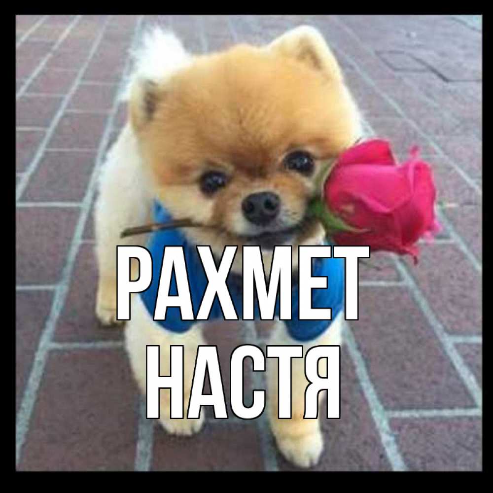 Күн сайын ашық хат с именем, Настя рахмет спасибо и дарю тебе цветок Онлайн тегін жүктеп алу тілектері бар керемет карта 