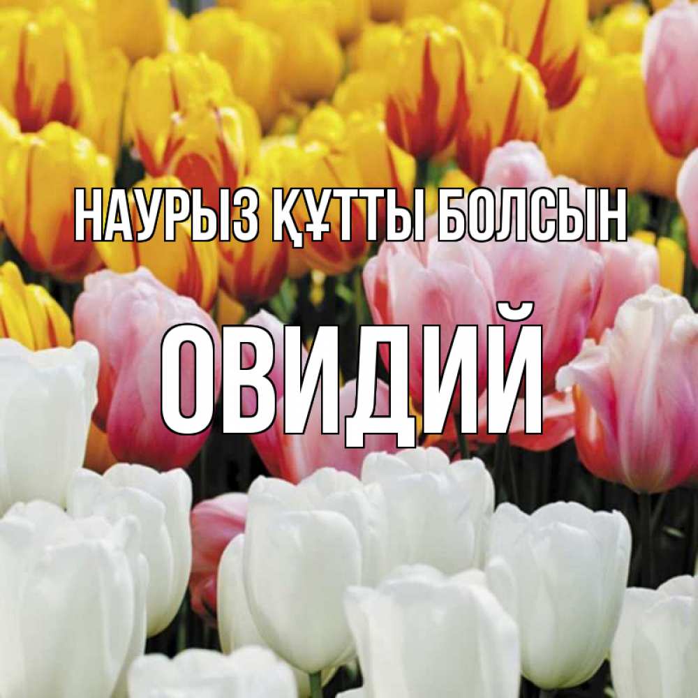 Күн сайын ашық хат с именем, Овидий Наурыз құтты болсын разноцветные цветы Онлайн тегін жүктеп алу тілектері бар керемет карта 