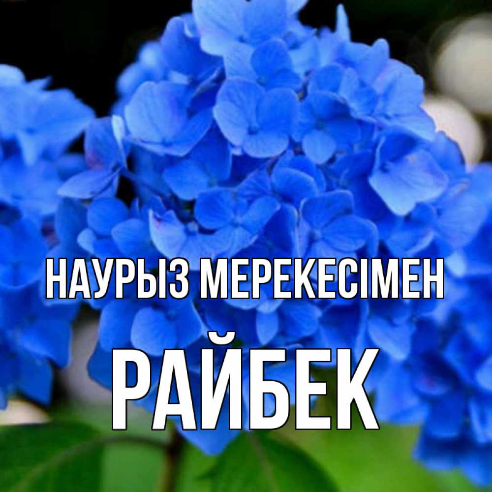 Күн сайын ашық хат с именем, РАЙБЕК Наурыз мерекесімен синие цветы Онлайн тегін жүктеп алу тілектері бар керемет карта 