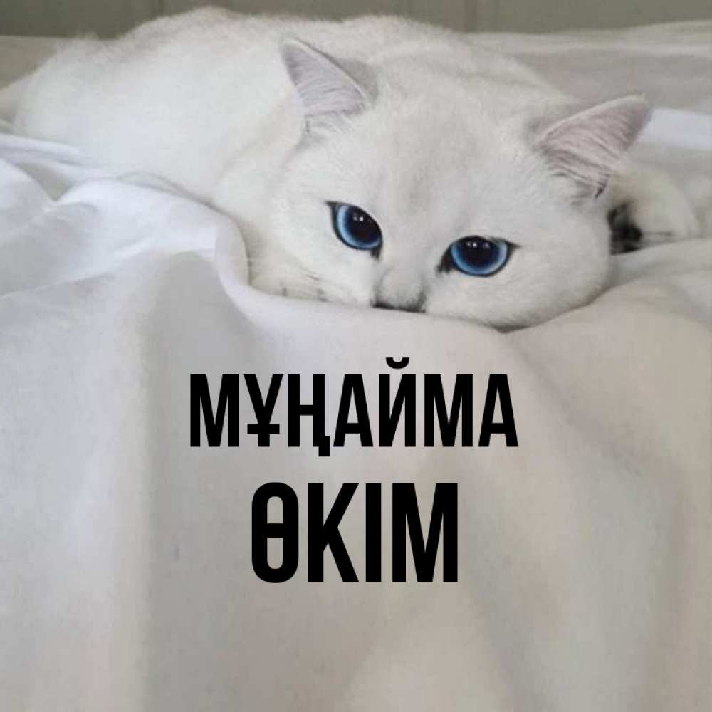 Күн сайын ашық хат с именем, ӨКІМ Мұңайма Голубоглазая кошка Онлайн тегін жүктеп алу тілектері бар керемет карта 