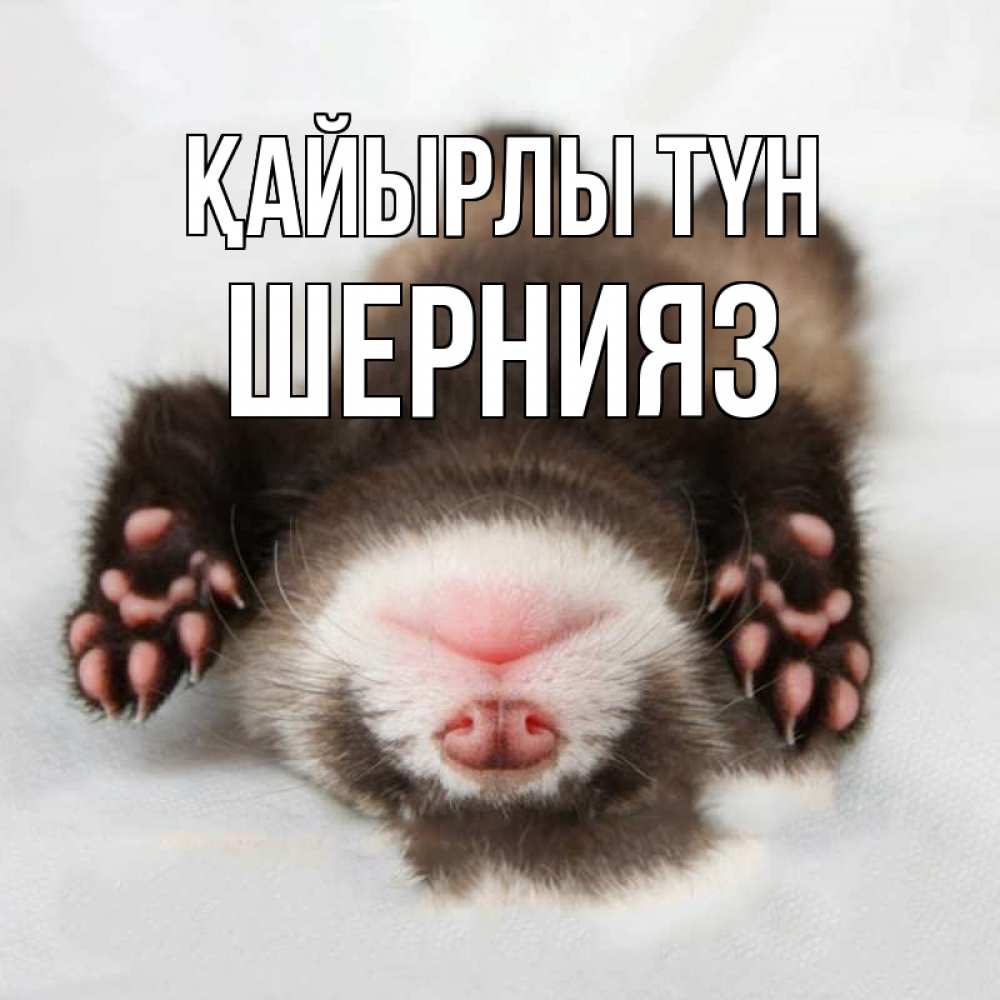 Күн сайын ашық хат с именем, ШЕРНИЯЗ Қайырлы түн зверек Онлайн тегін жүктеп алу тілектері бар керемет карта 