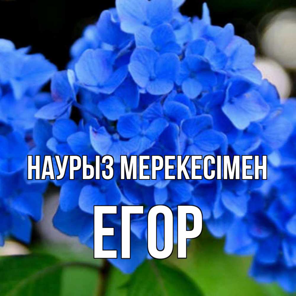 Күн сайын ашық хат с именем, Егор Наурыз мерекесімен синие цветы Онлайн тегін жүктеп алу тілектері бар керемет карта 