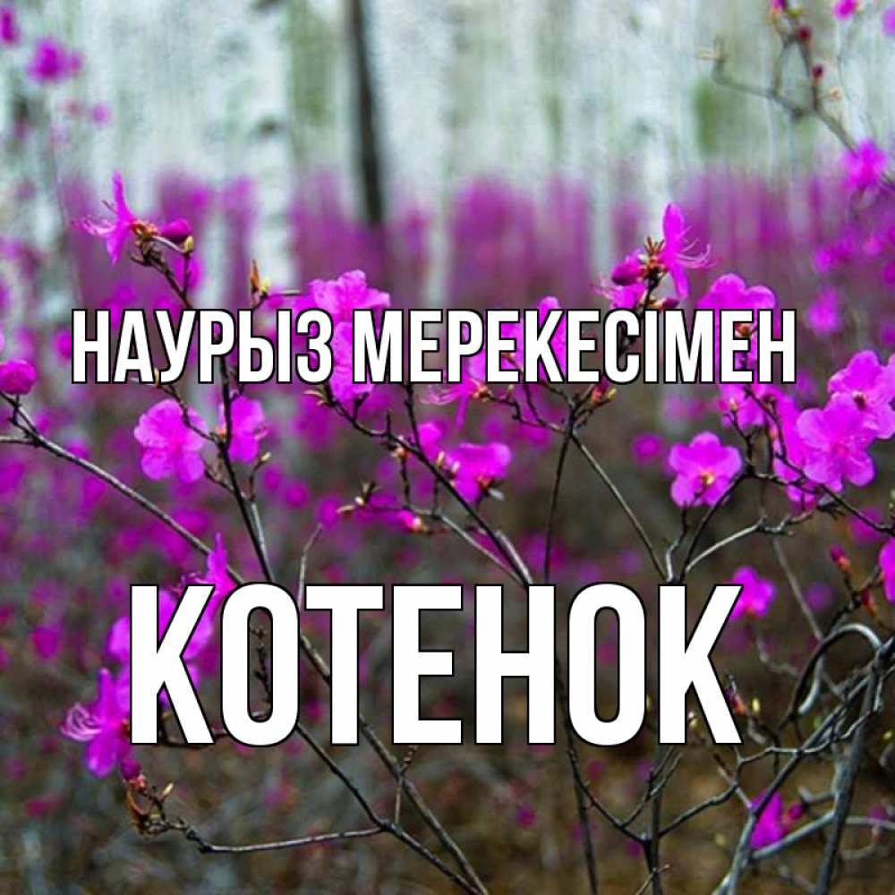 Күн сайын ашық хат с именем, Котенок Наурыз мерекесімен дикие цветы Онлайн тегін жүктеп алу тілектері бар керемет карта 