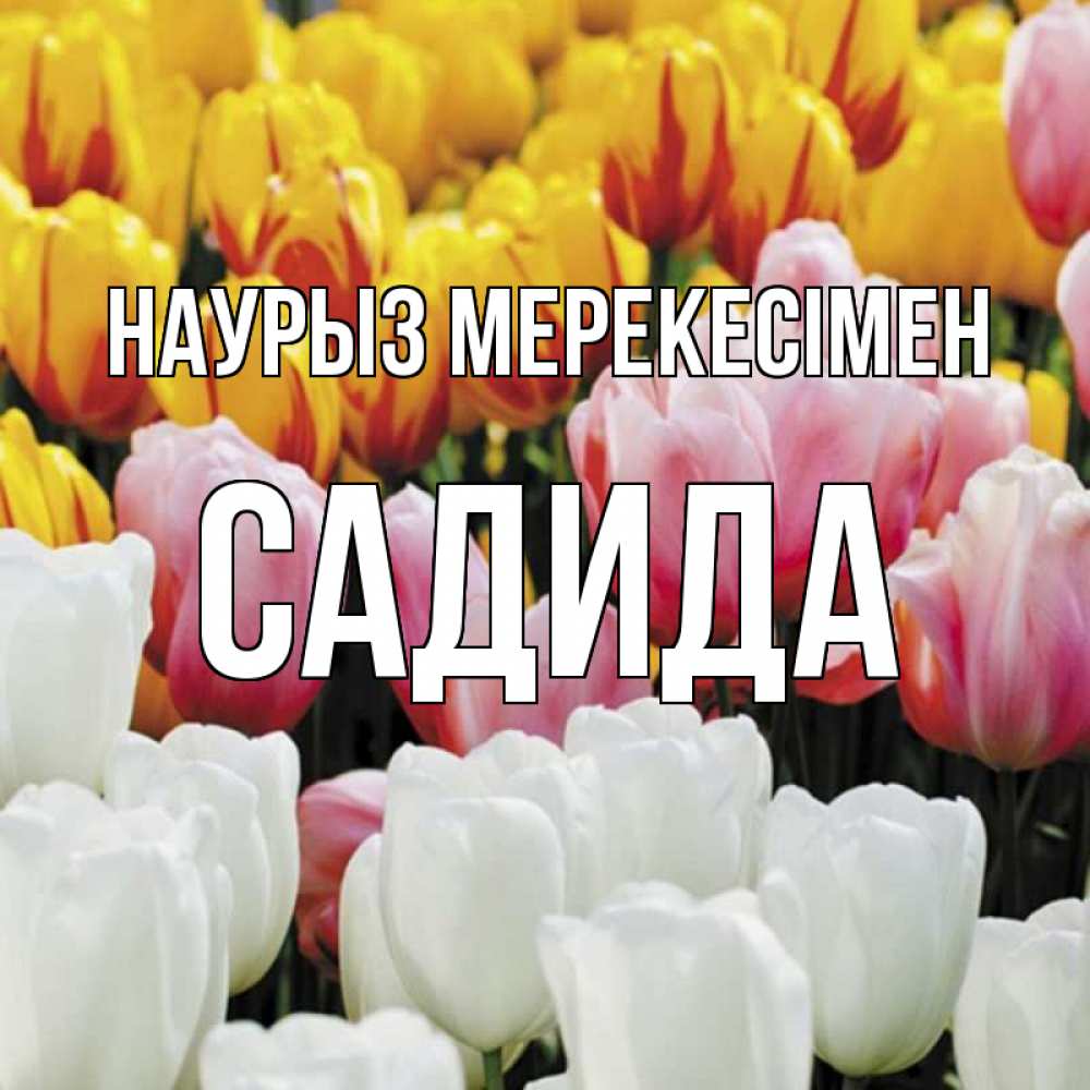 Күн сайын ашық хат с именем, САДИДА Наурыз мерекесімен разноцветные цветы Онлайн тегін жүктеп алу тілектері бар керемет карта 