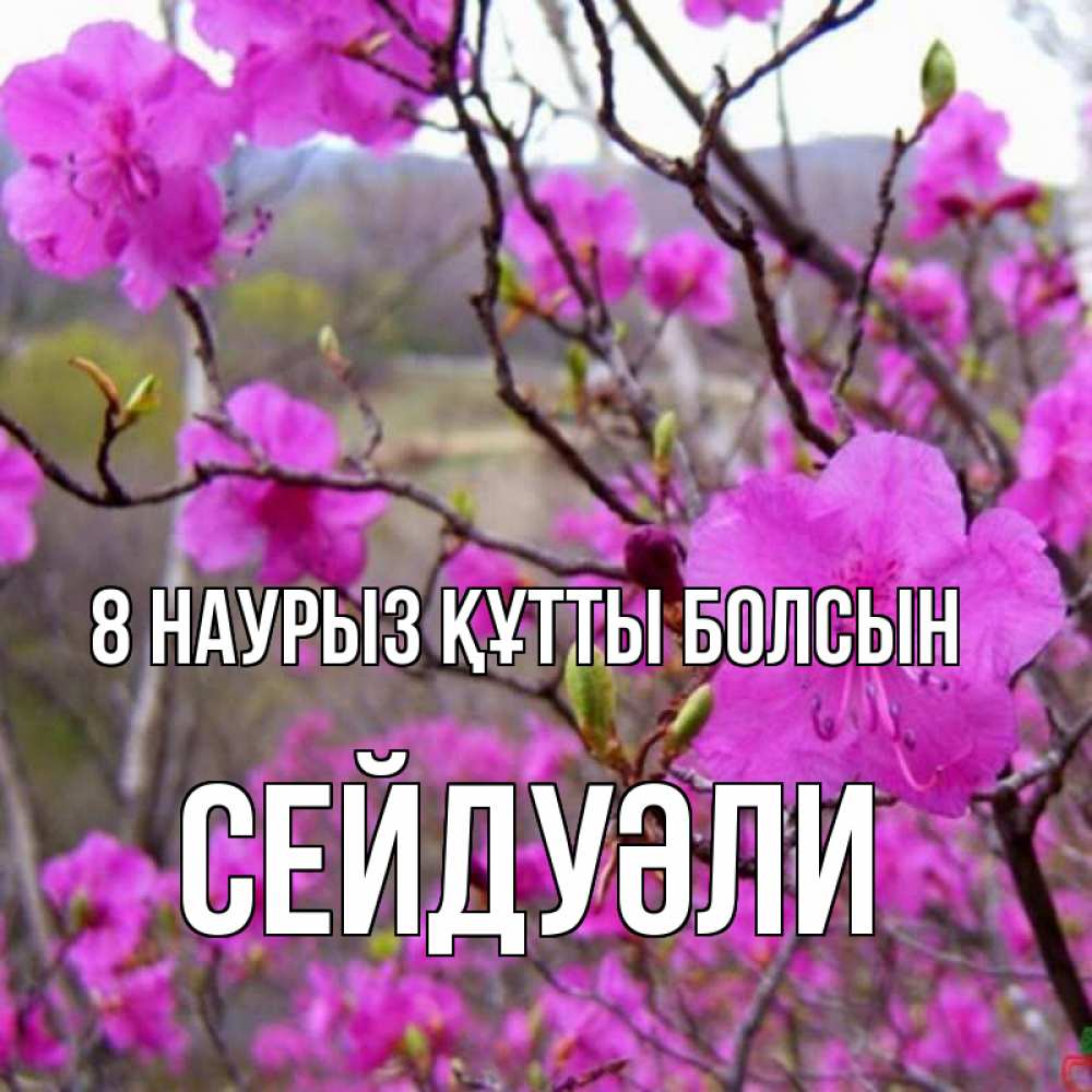Күн сайын ашық хат с именем, СЕЙДУӘЛИ 8 наурыз құтты болсын международный женский день Онлайн тегін жүктеп алу тілектері бар керемет карта 
