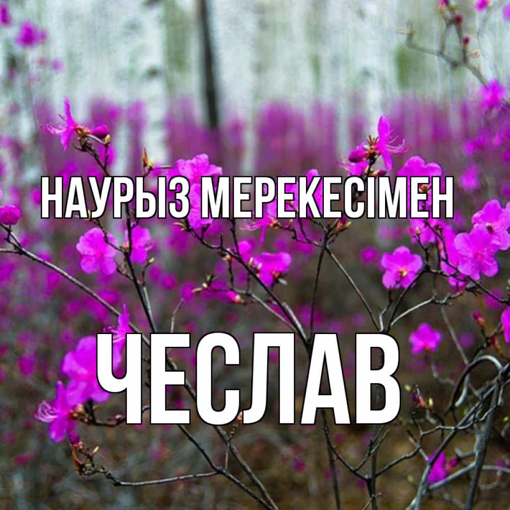 Күн сайын ашық хат с именем, Чеслав Наурыз мерекесімен дикие цветы Онлайн тегін жүктеп алу тілектері бар керемет карта 
