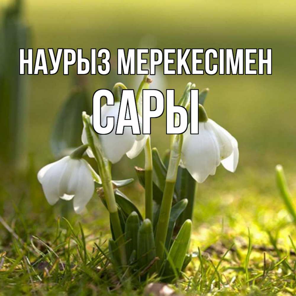 Күн сайын ашық хат с именем, САРЫ Наурыз мерекесімен ранние цветы 2 Онлайн тегін жүктеп алу тілектері бар керемет карта 
