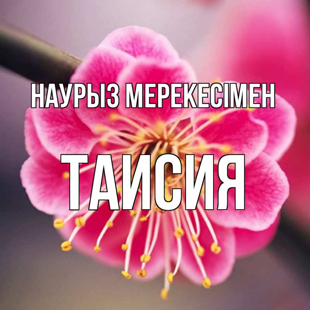 Күн сайын ашық хат с именем, Таисия Наурыз мерекесімен цветы Онлайн тегін жүктеп алу тілектері бар керемет карта 