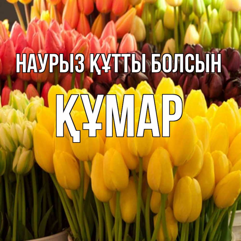 Күн сайын ашық хат с именем, ҚҰМАР Наурыз құтты болсын цветы Онлайн тегін жүктеп алу тілектері бар керемет карта 