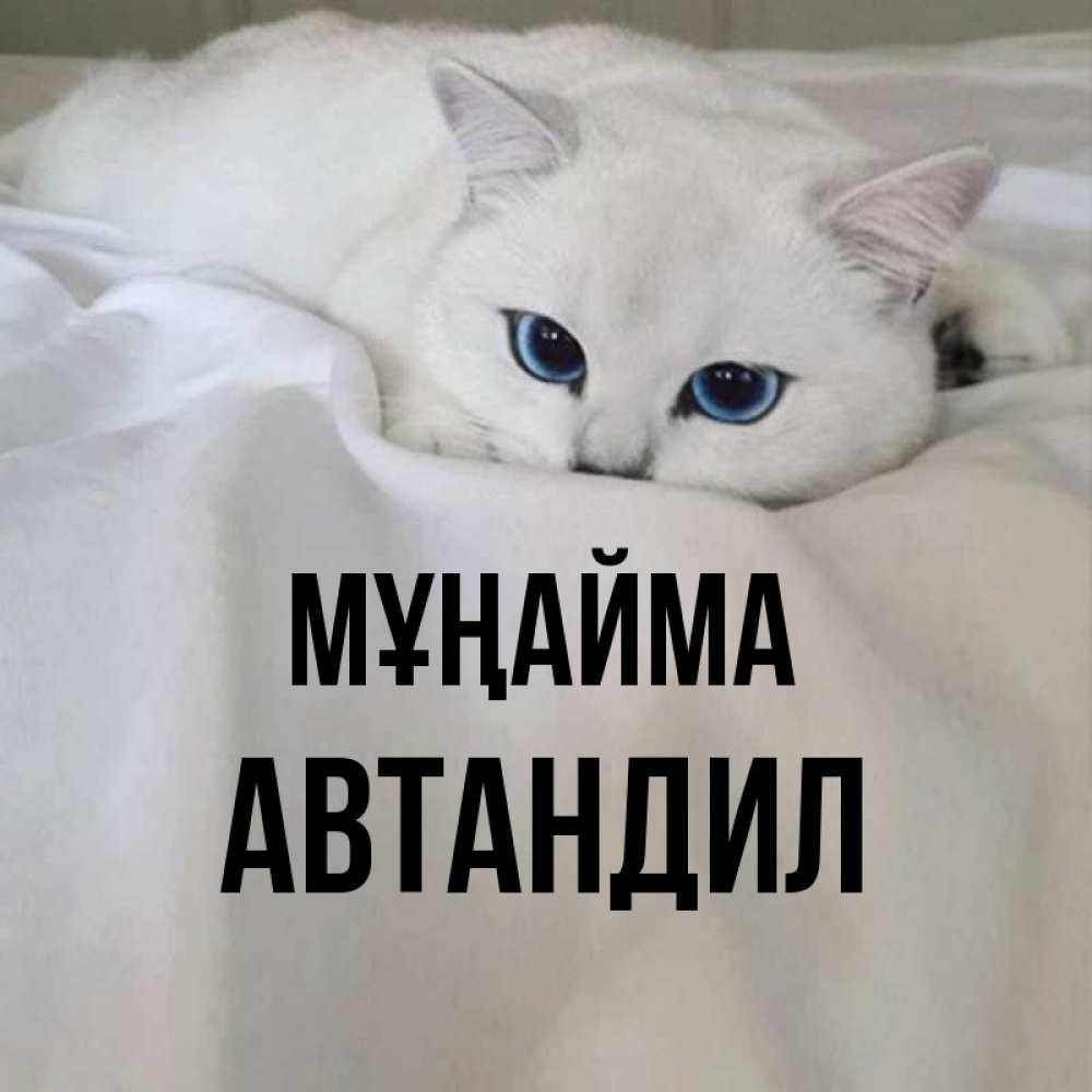 Күн сайын ашық хат с именем, Автандил Мұңайма Голубоглазая кошка Онлайн тегін жүктеп алу тілектері бар керемет карта 