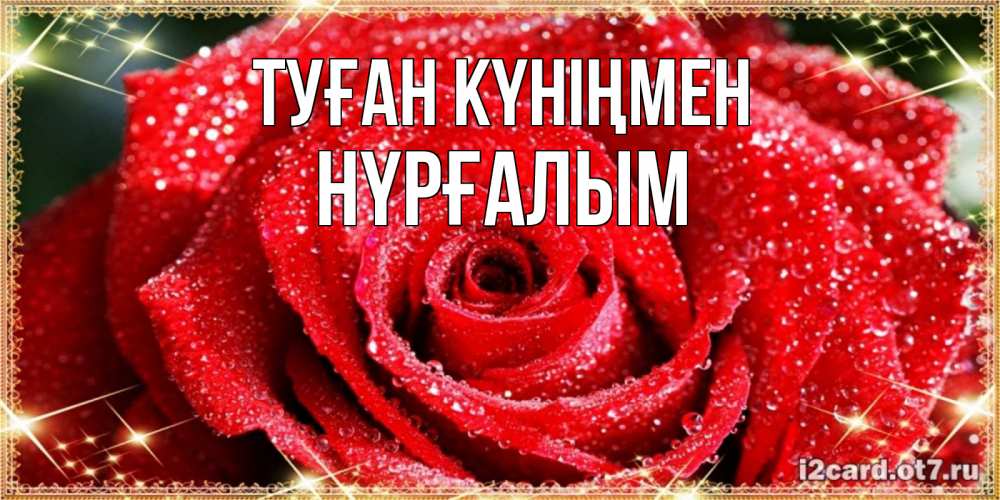 Күн сайын ашық хат с именем, НҮРҒАЛЫМ Туған күніңмен роса и роза. открытка с красивой розой Онлайн тегін жүктеп алу тілектері бар керемет карта 