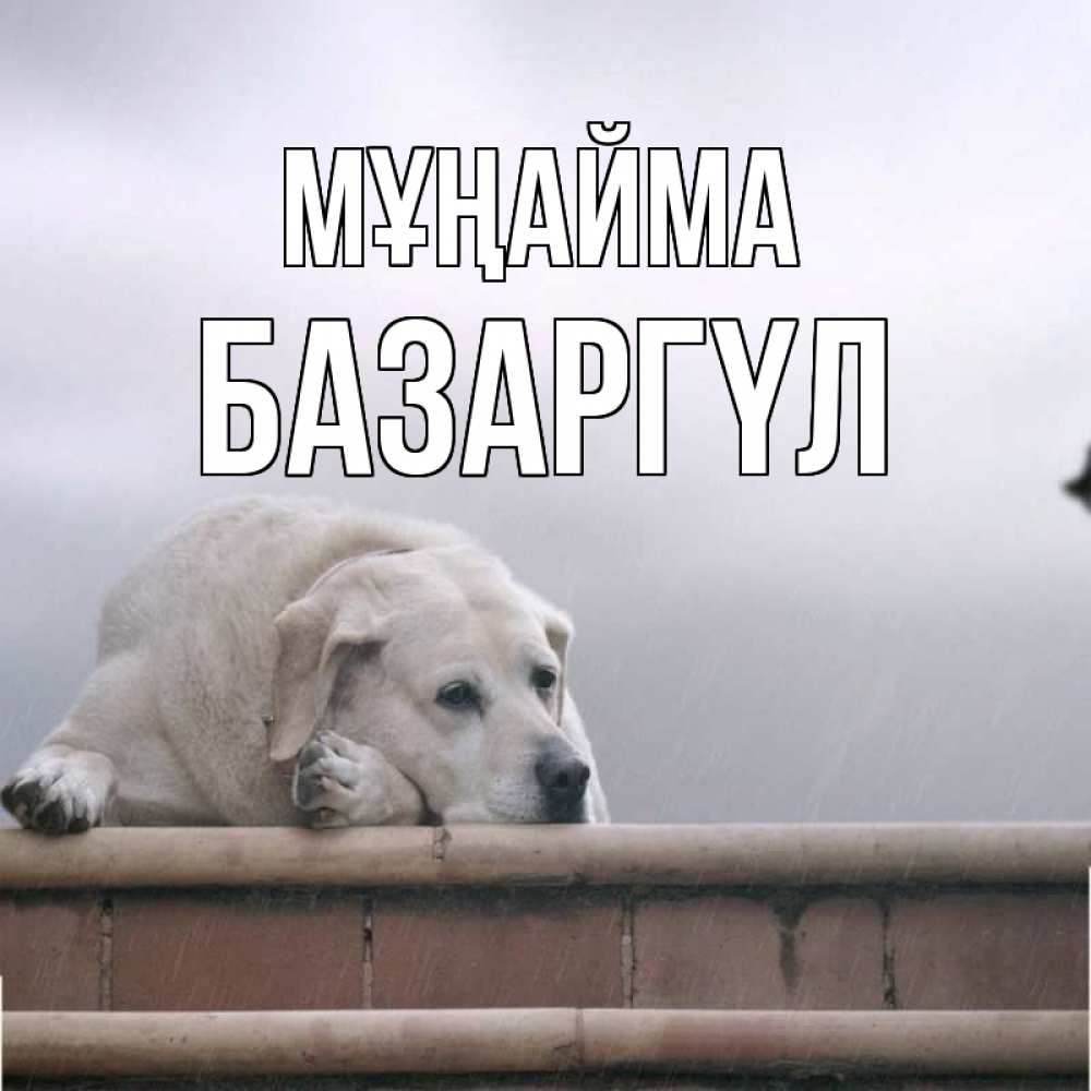 Күн сайын ашық хат с именем, БАЗАРГҮЛ Мұңайма белый пес 1 Онлайн тегін жүктеп алу тілектері бар керемет карта 