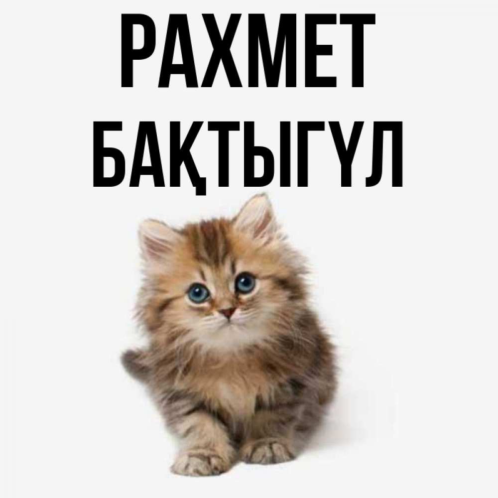 Күн сайын ашық хат с именем, БАҚТЫГҮЛ рахмет пушистый котик Онлайн тегін жүктеп алу тілектері бар керемет карта 
