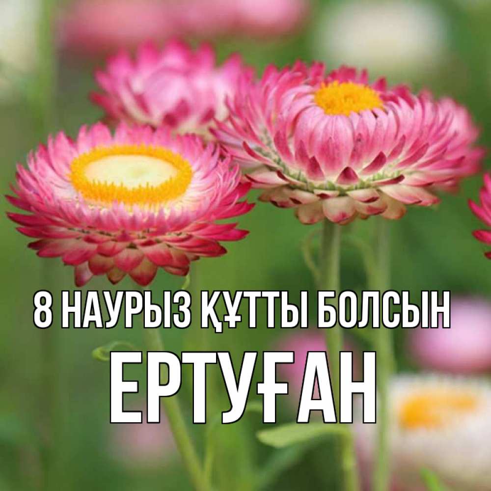 Күн сайын ашық хат с именем, Ертуған 8 наурыз құтты болсын подарок на международный женский день Онлайн тегін жүктеп алу тілектері бар керемет карта 