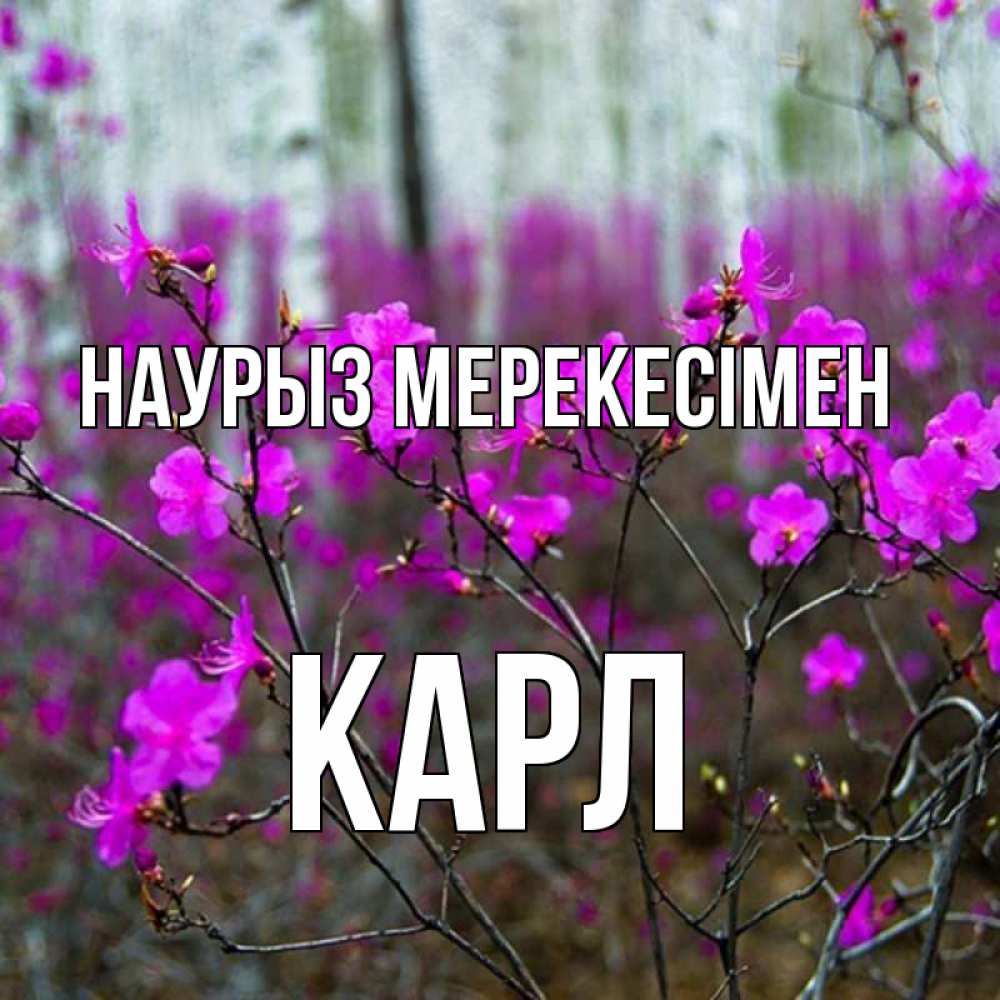 Күн сайын ашық хат с именем, Карл Наурыз мерекесімен дикие цветы Онлайн тегін жүктеп алу тілектері бар керемет карта 