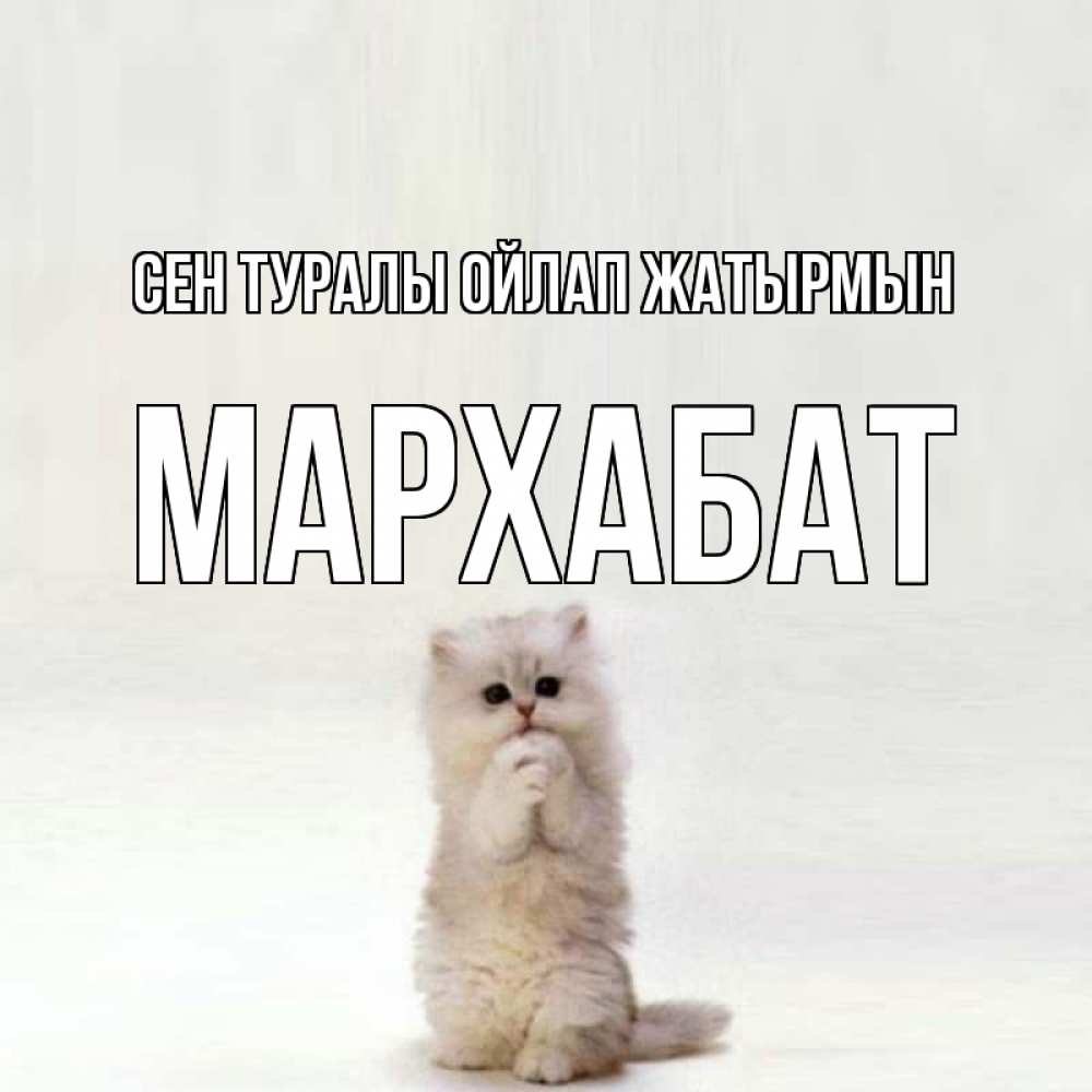 Күн сайын ашық хат с именем, МАРХАБАТ Сен туралы ойлап жатырмын кот стоит на задних лапах Онлайн тегін жүктеп алу тілектері бар керемет карта 