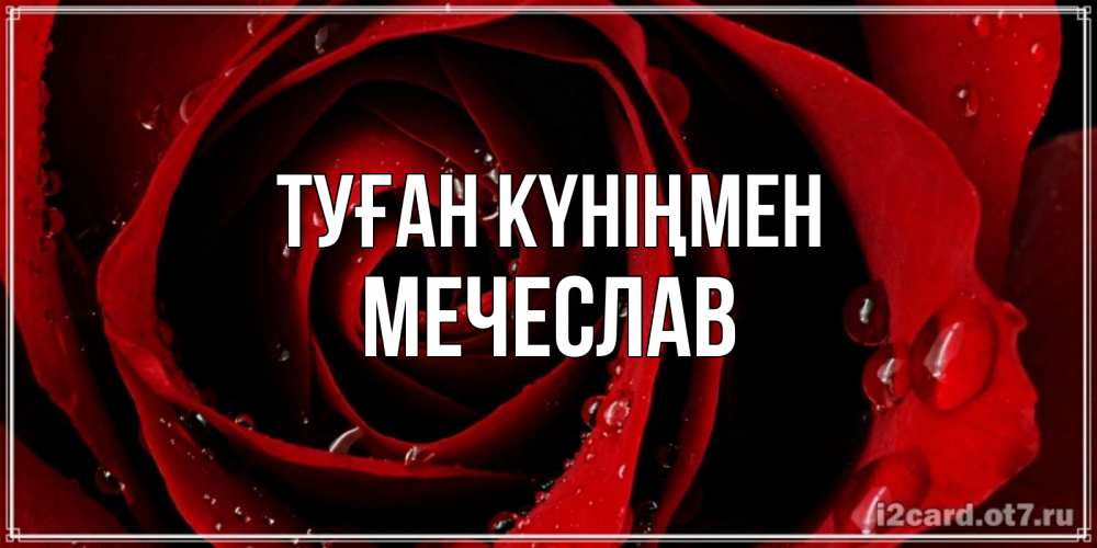 Күн сайын ашық хат с именем, Мечеслав Туған күніңмен крупная бордовая роза Онлайн тегін жүктеп алу тілектері бар керемет карта 