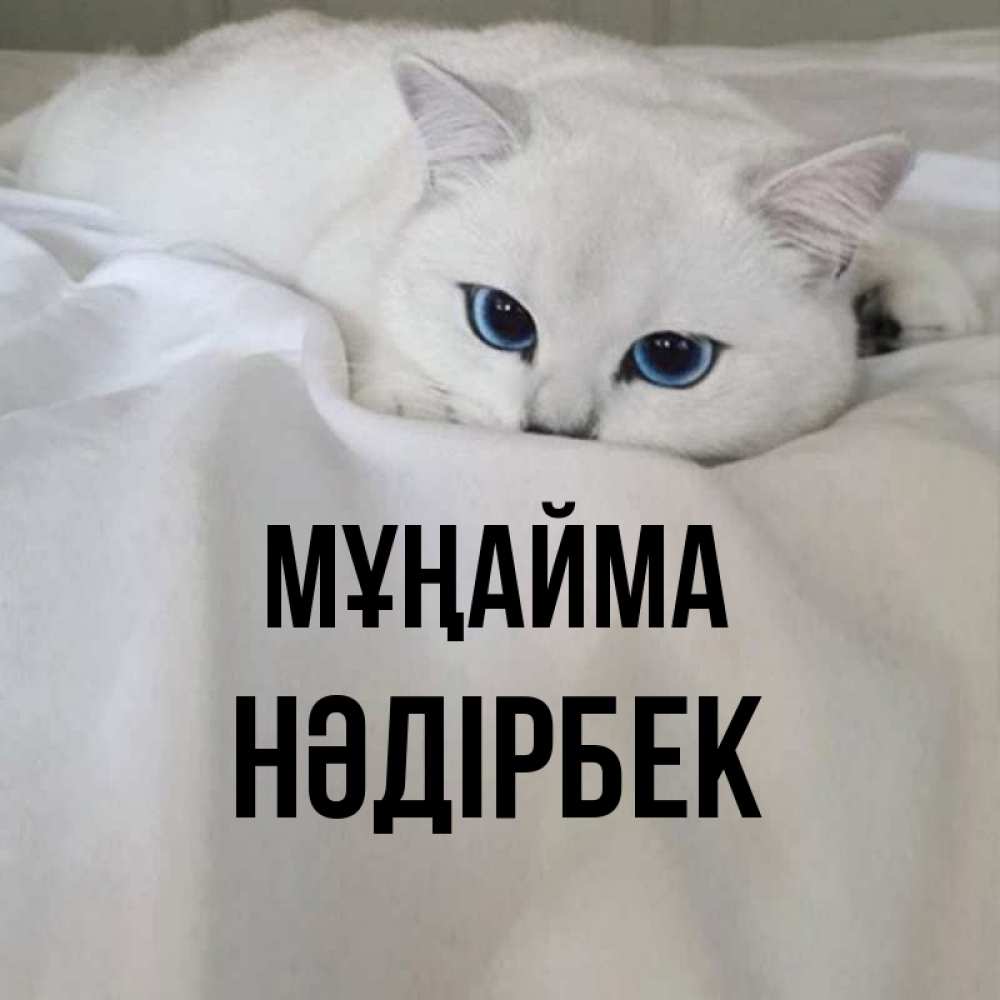 Күн сайын ашық хат с именем, НӘДІРБЕК Мұңайма Голубоглазая кошка Онлайн тегін жүктеп алу тілектері бар керемет карта 