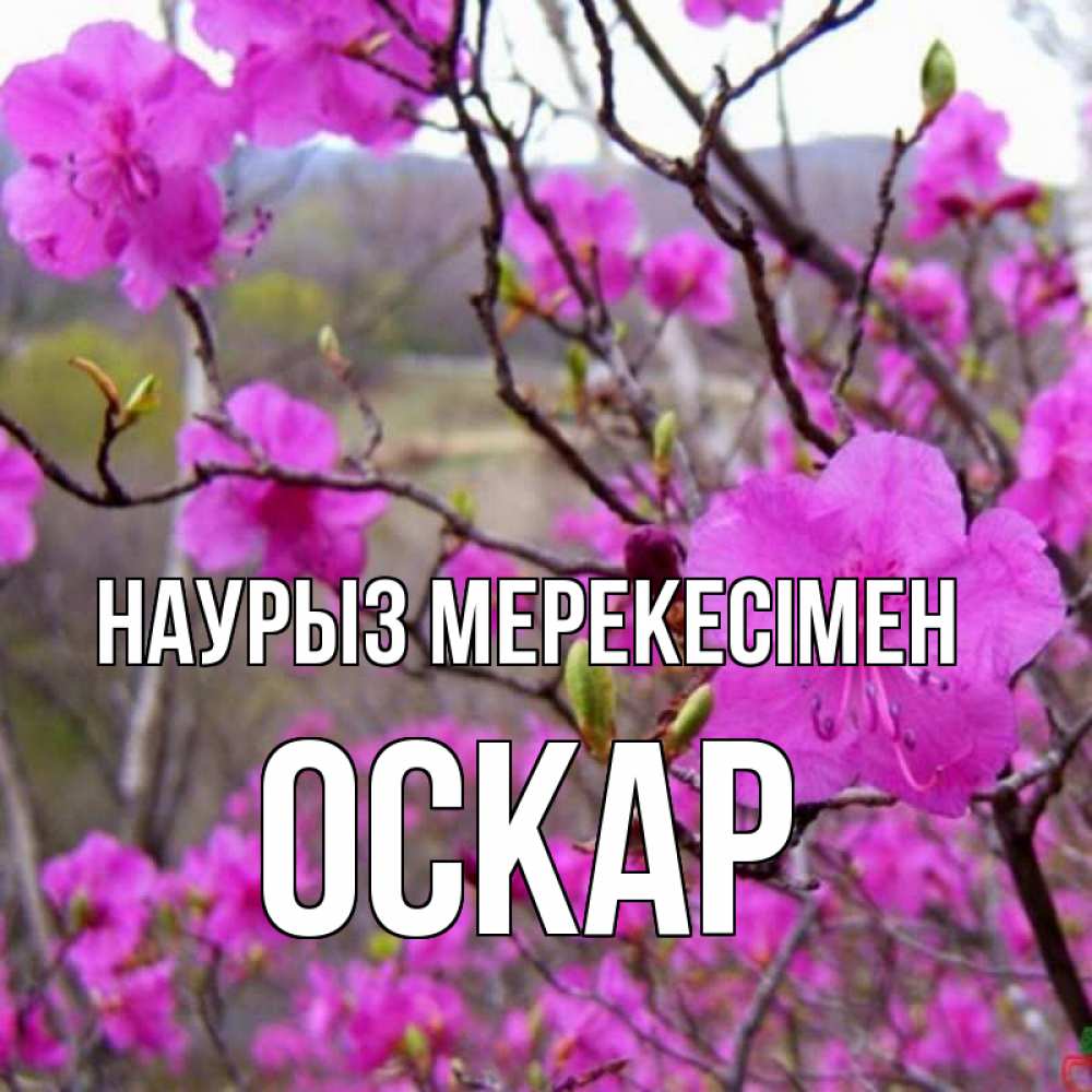 Күн сайын ашық хат с именем, Оскар Наурыз мерекесімен праздник весны наурыз Онлайн тегін жүктеп алу тілектері бар керемет карта 