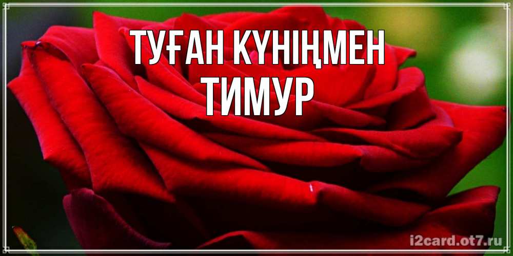 Күн сайын ашық хат с именем, Тимур Туған күніңмен розочка очень красивая Онлайн тегін жүктеп алу тілектері бар керемет карта 