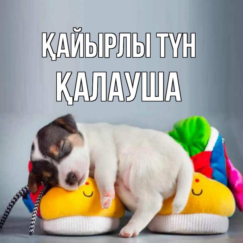 Күн сайын ашық хат с именем, Қалауша Қайырлы түн собачка Онлайн тегін жүктеп алу тілектері бар керемет карта 