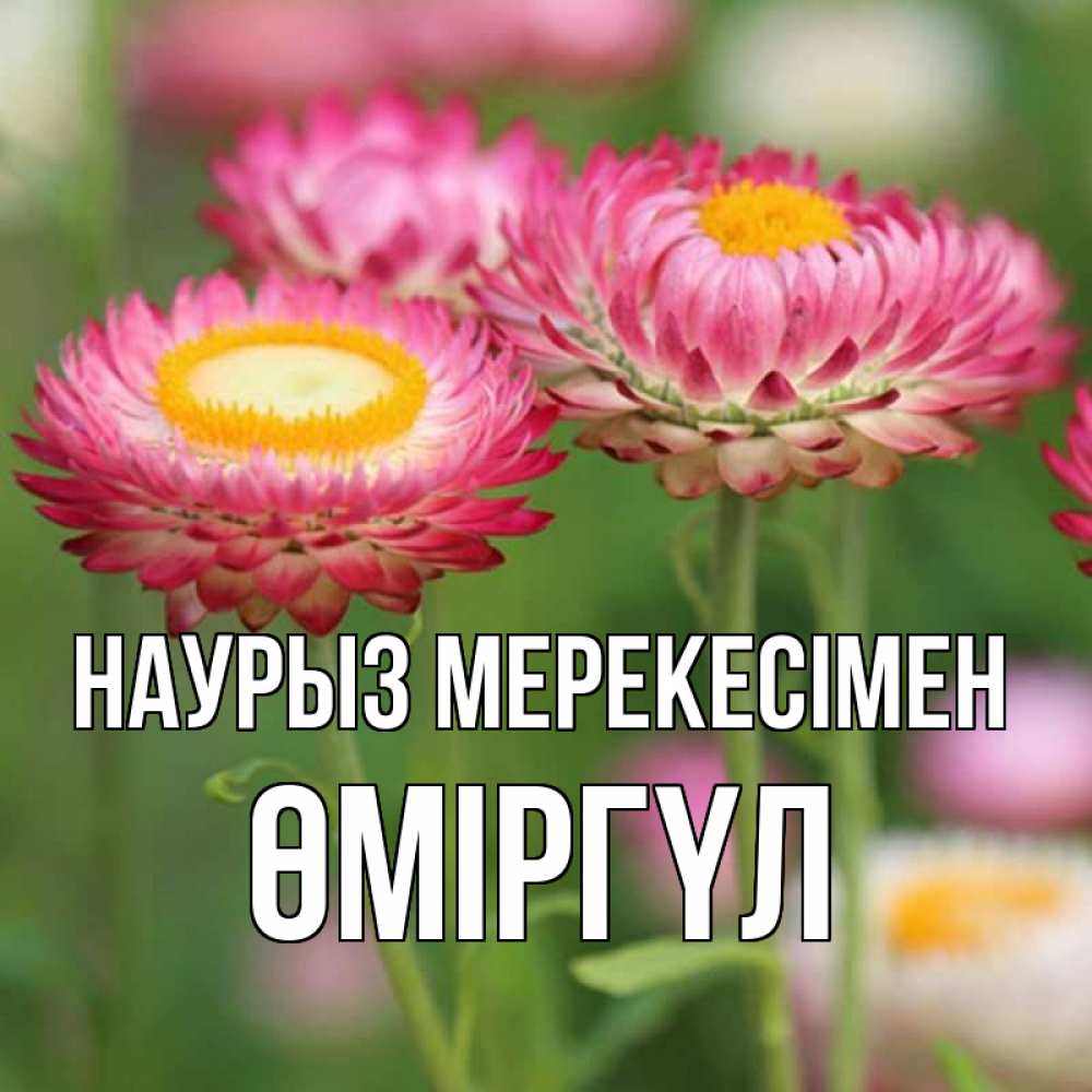 Күн сайын ашық хат с именем, ӨМІРГҮЛ Наурыз мерекесімен подарок на международный женский день Онлайн тегін жүктеп алу тілектері бар керемет карта 
