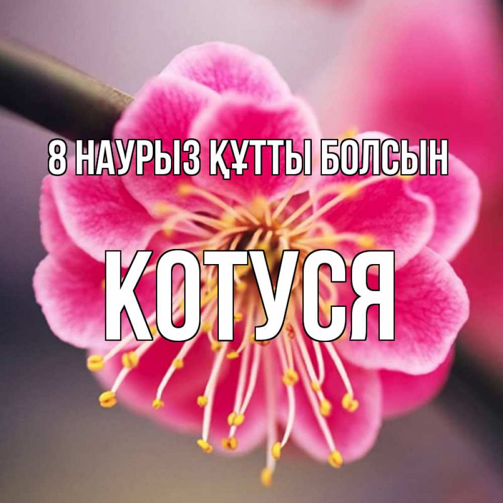 Күн сайын ашық хат с именем, Котуся 8 наурыз құтты болсын цветы Онлайн тегін жүктеп алу тілектері бар керемет карта 