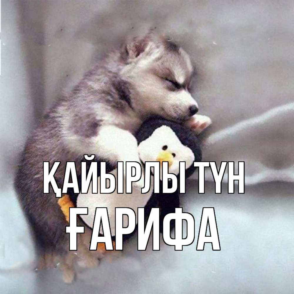 Күн сайын ашық хат с именем, ҒАРИФА Қайырлы түн обнимашки щенка и пингвина Онлайн тегін жүктеп алу тілектері бар керемет карта 