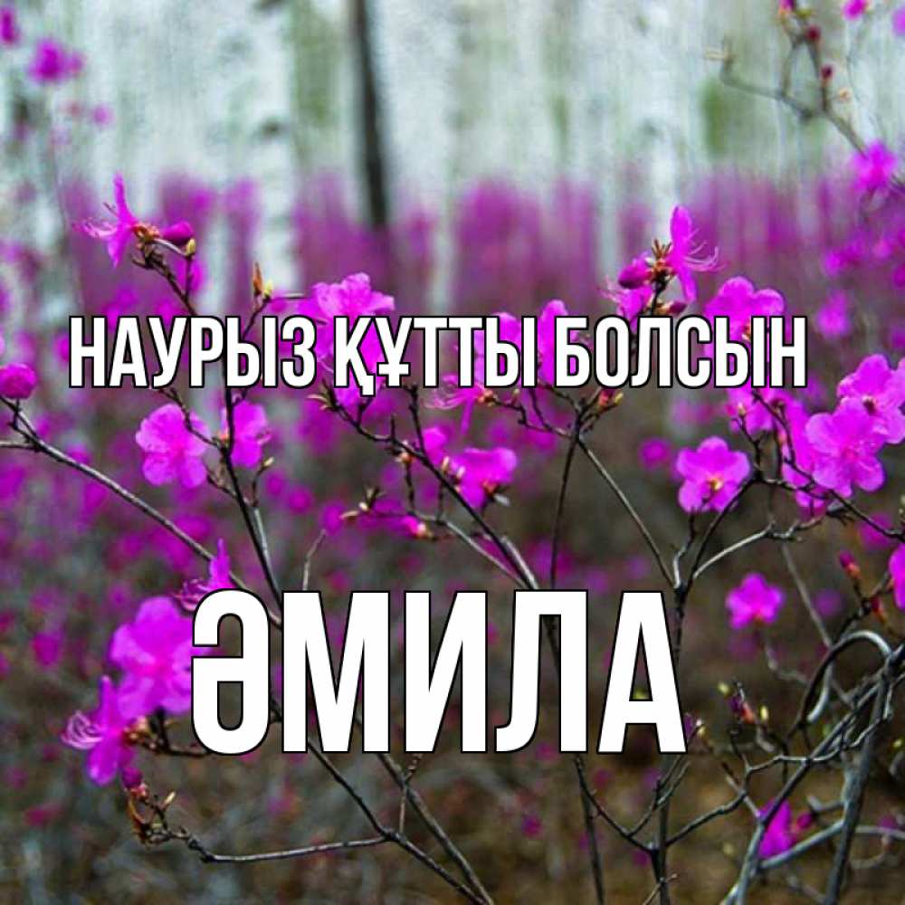 Күн сайын ашық хат с именем, ӘМИЛА Наурыз құтты болсын дикие цветы Онлайн тегін жүктеп алу тілектері бар керемет карта 
