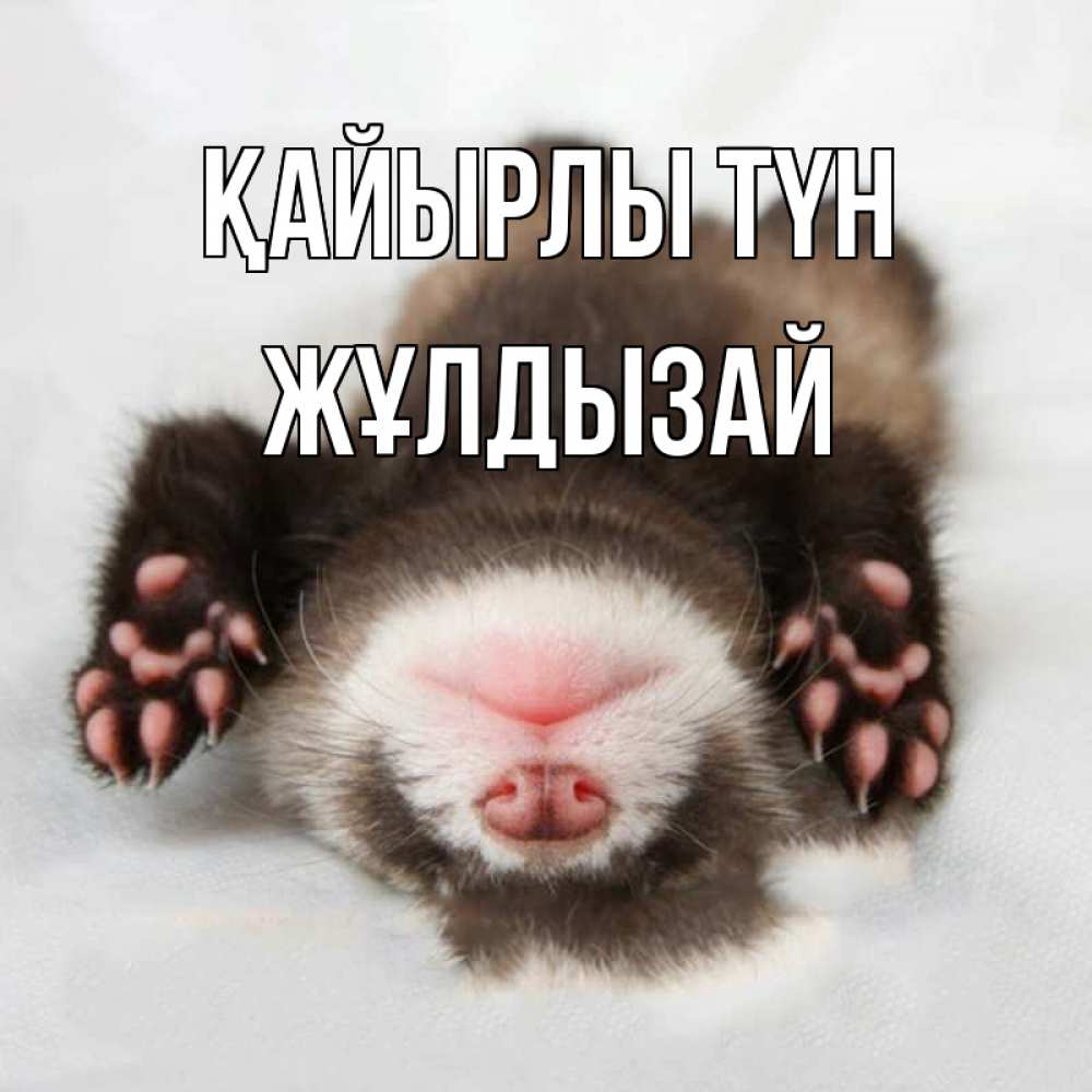 Күн сайын ашық хат с именем, ЖҰЛДЫЗАЙ Қайырлы түн зверек Онлайн тегін жүктеп алу тілектері бар керемет карта 