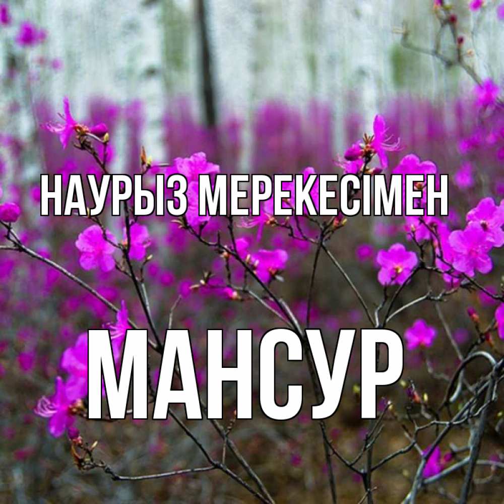 Күн сайын ашық хат с именем, Мансур Наурыз мерекесімен дикие цветы Онлайн тегін жүктеп алу тілектері бар керемет карта 