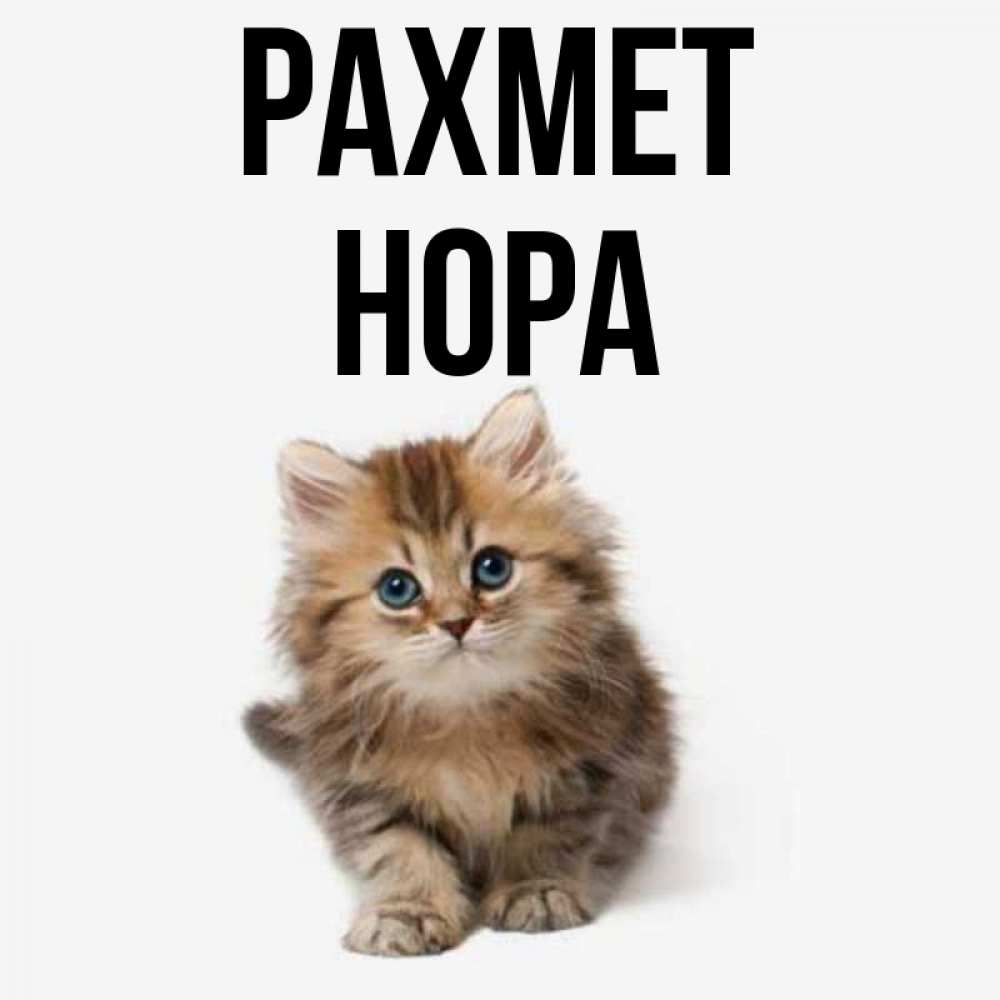 Күн сайын ашық хат с именем, Нора рахмет пушистый котик Онлайн тегін жүктеп алу тілектері бар керемет карта 