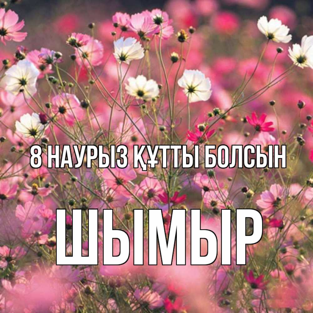 Күн сайын ашық хат с именем, ШЫМЫР 8 наурыз құтты болсын красиво 1 Онлайн тегін жүктеп алу тілектері бар керемет карта 