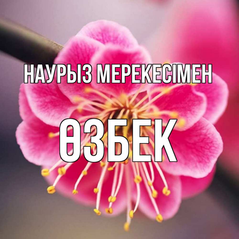 Күн сайын ашық хат с именем, ӨЗБЕК Наурыз мерекесімен цветы Онлайн тегін жүктеп алу тілектері бар керемет карта 