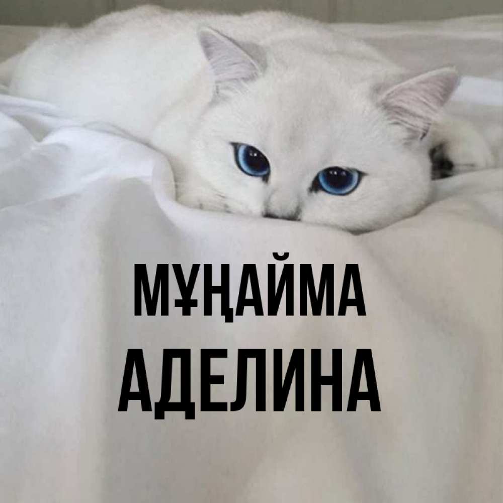 Күн сайын ашық хат с именем, Аделина Мұңайма Голубоглазая кошка Онлайн тегін жүктеп алу тілектері бар керемет карта 