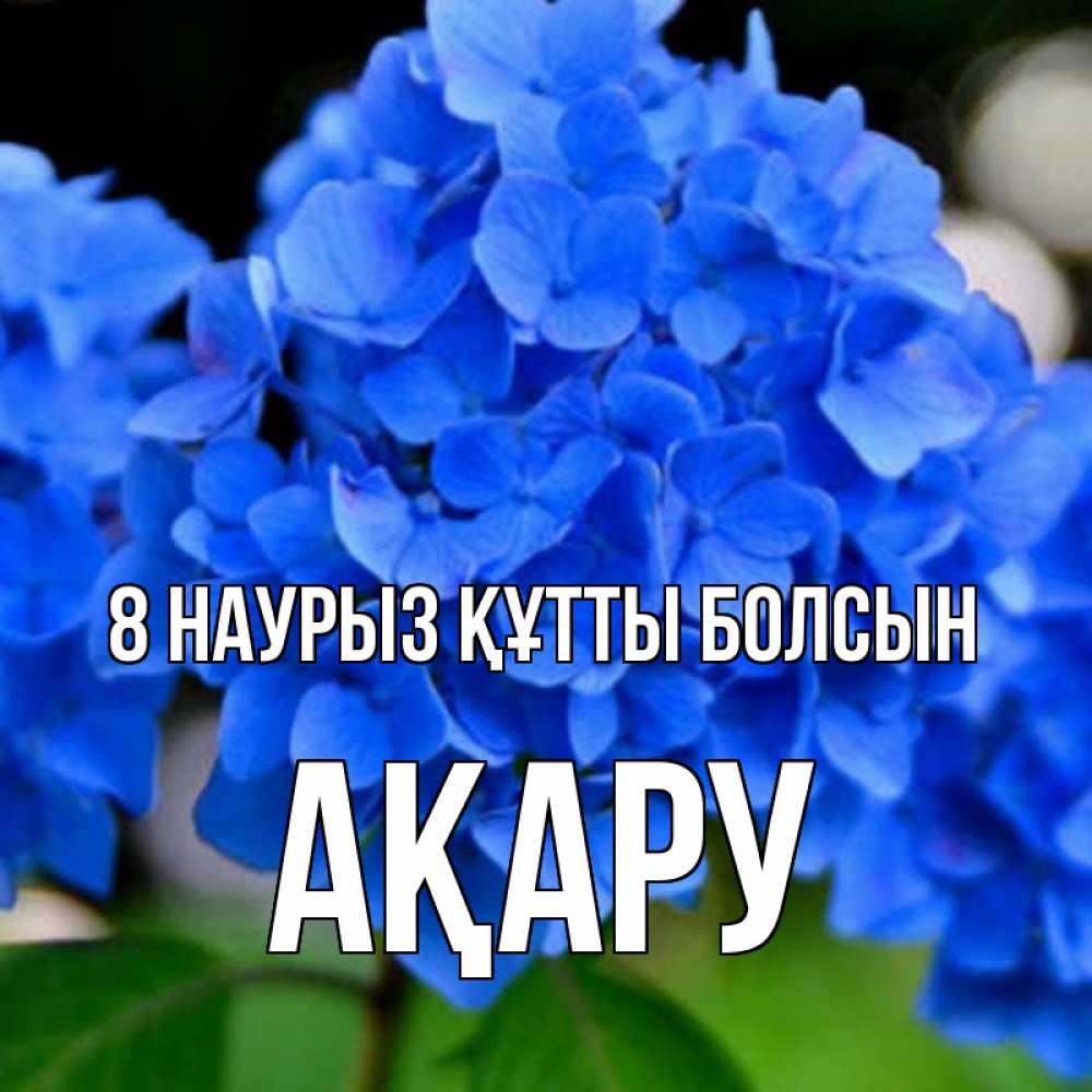 Күн сайын ашық хат с именем, АҚАРУ 8 наурыз құтты болсын синие цветы Онлайн тегін жүктеп алу тілектері бар керемет карта 