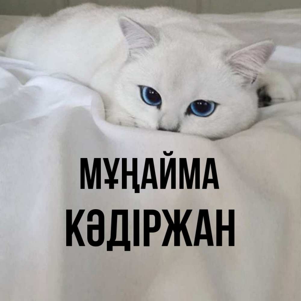 Күн сайын ашық хат с именем, Кәдіржан Мұңайма Голубоглазая кошка Онлайн тегін жүктеп алу тілектері бар керемет карта 