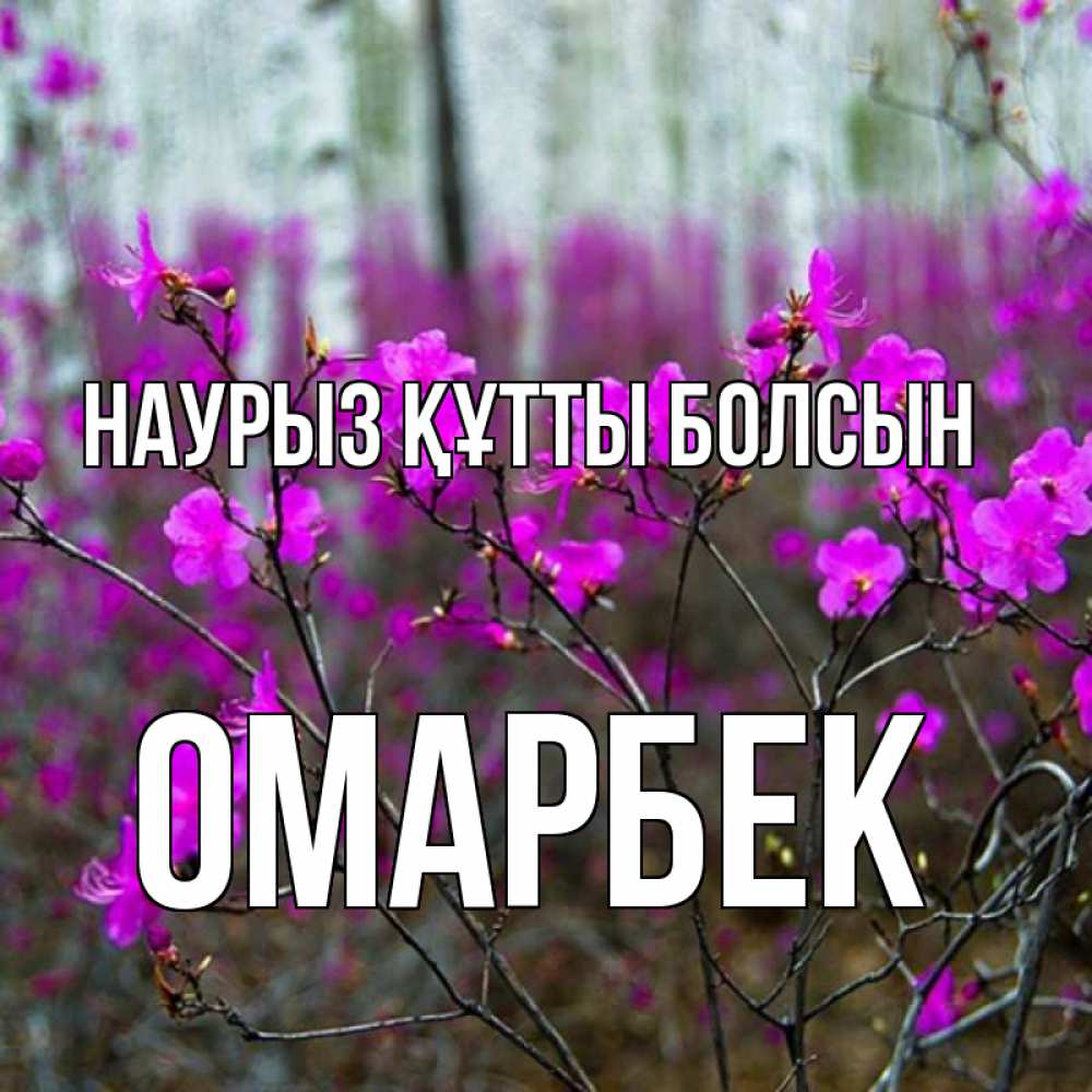 Күн сайын ашық хат с именем, ОМАРБЕК Наурыз құтты болсын дикие цветы Онлайн тегін жүктеп алу тілектері бар керемет карта 