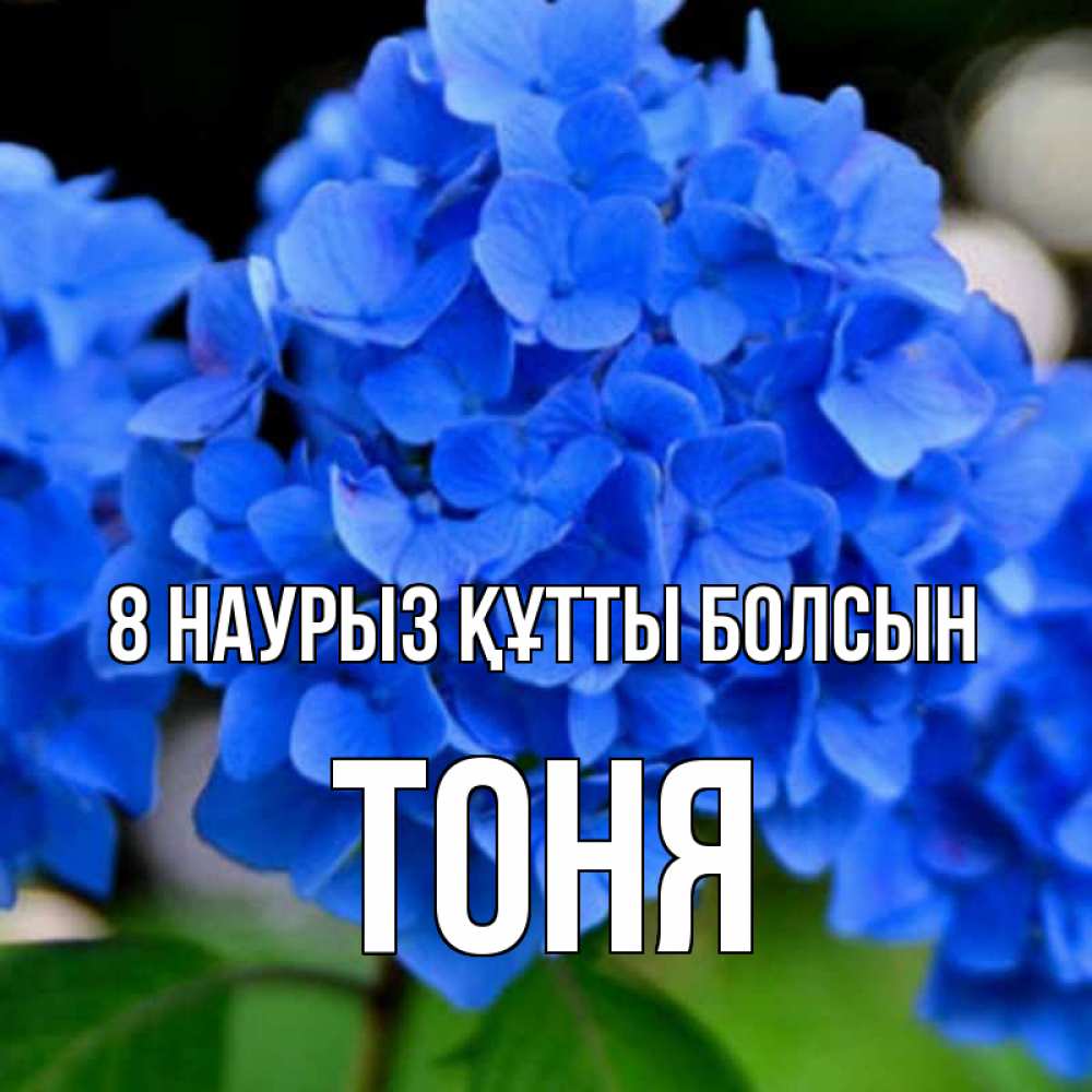 Күн сайын ашық хат с именем, Тоня 8 наурыз құтты болсын синие цветы Онлайн тегін жүктеп алу тілектері бар керемет карта 