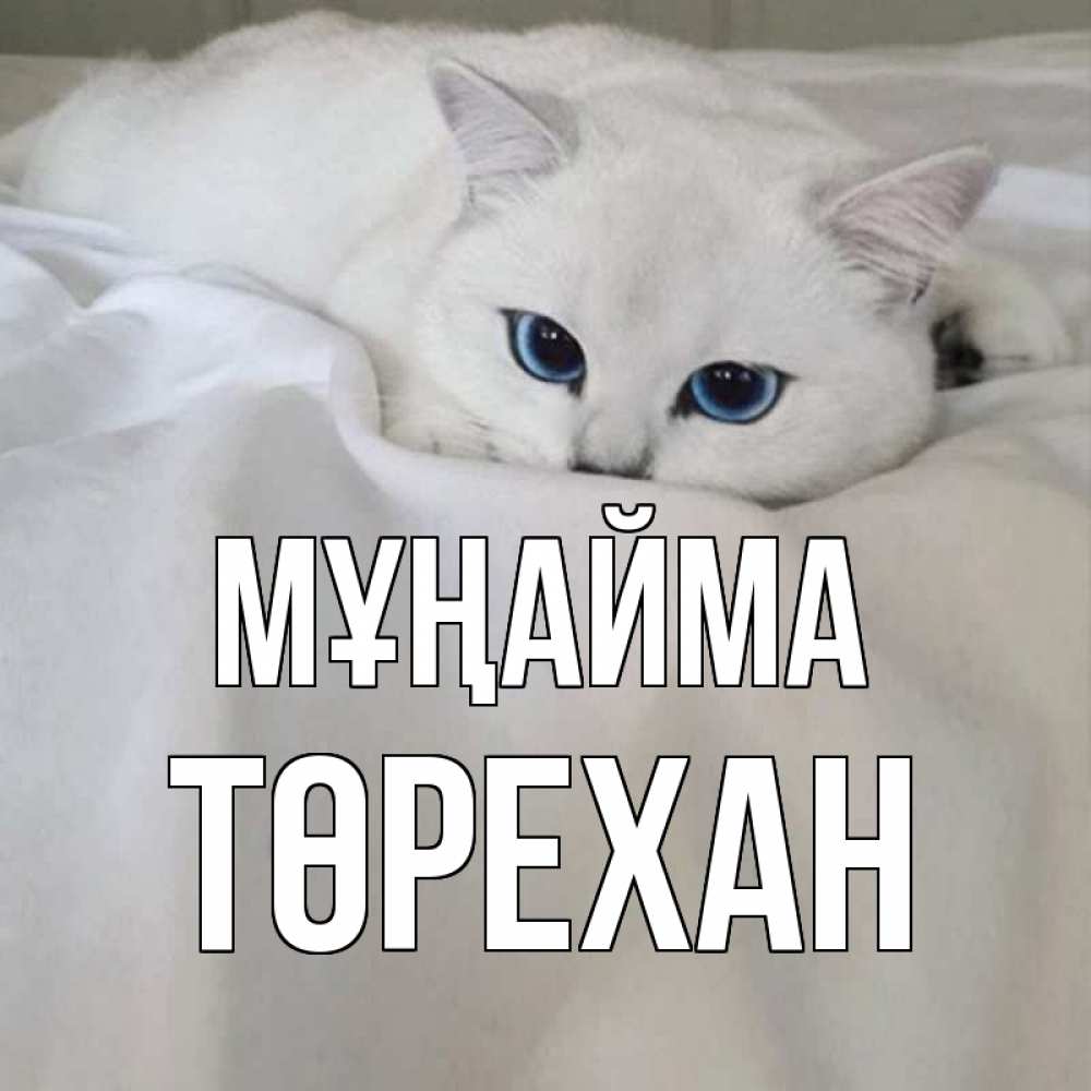 Күн сайын ашық хат с именем, Төрехан Мұңайма белый кот с голубыми глазами на белоснежной кровати Онлайн тегін жүктеп алу тілектері бар керемет карта 